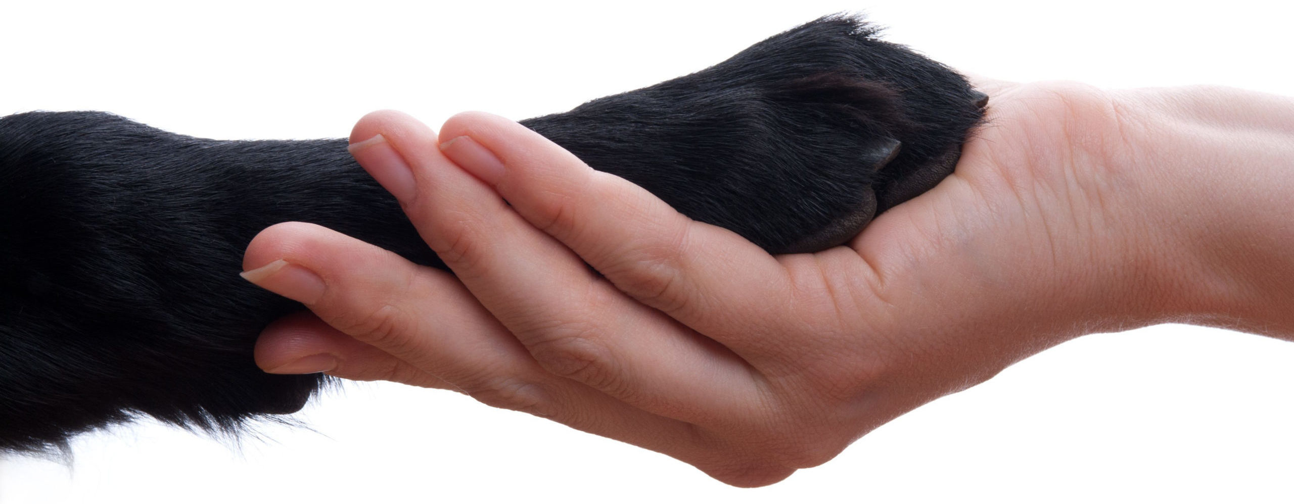 Veterinarian shaking a dog's paw — get in touch with Romeo Veterinary Hospital
