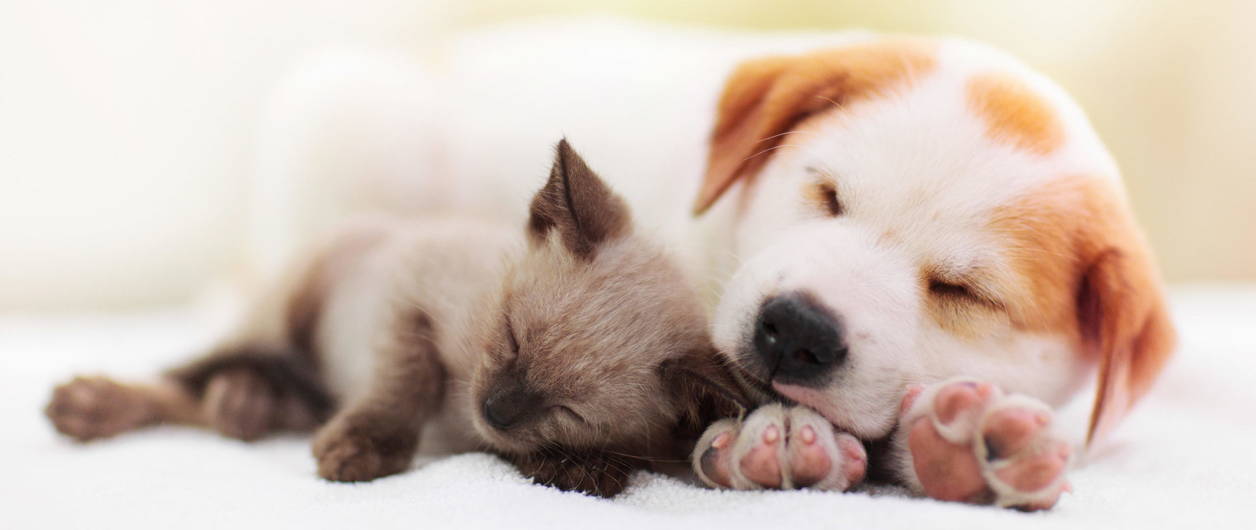 Puppy and kitten cuddling — welcome to Romeo Veterinary Hospital