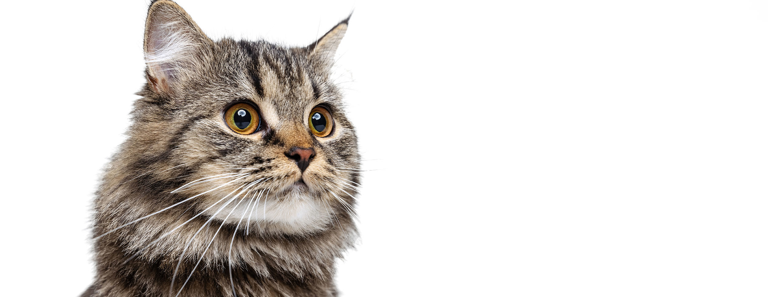 Cat being examined at Romeo Veterinary Hospital