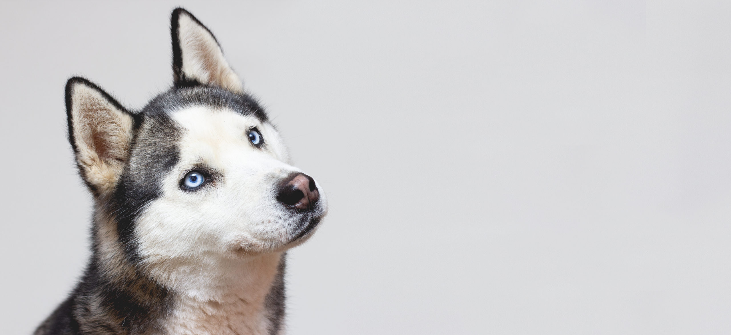 Husky — meet the Romeo Veterinary Hospital team